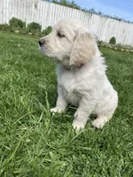Girl 4, a female Golden Retriever for sale in Spokane, WA – 4 of 10
