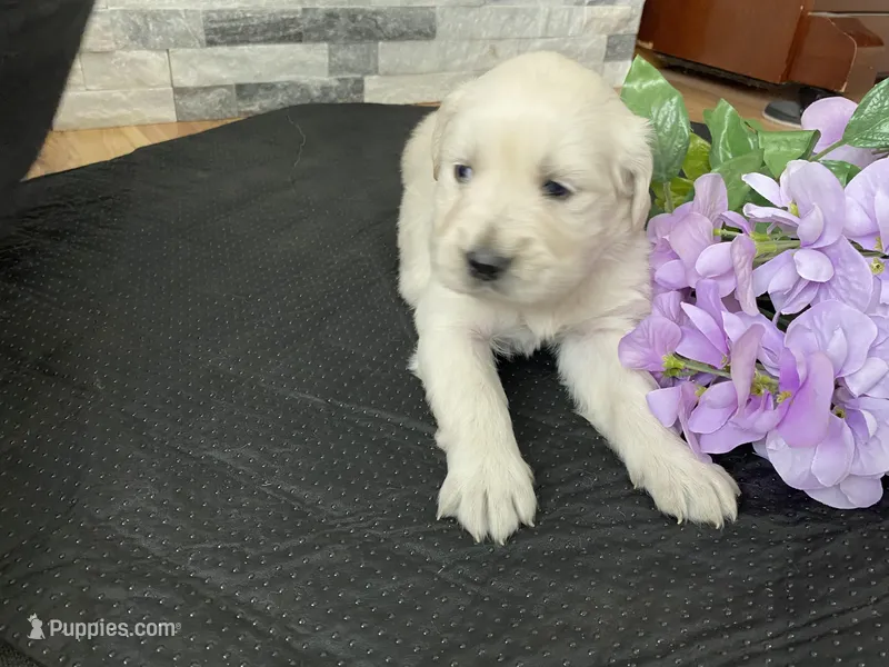Girl 4 – Golden Retriever puppy for sale in Spokane, WA