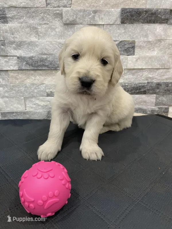 Girl 4 – Golden Retriever puppy for sale in Spokane, WA