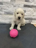 Girl 4, a female Golden Retriever for sale in Spokane, WA – 6 of 10