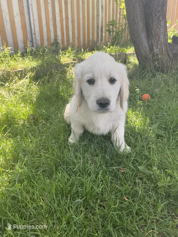Girl 4 – Golden Retriever puppy for sale in Spokane, WA