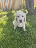 Girl 4, a female Golden Retriever for sale in Spokane, WA – 1 of 10
