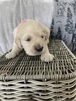 Girl 1, a female English Cream Golden Retriever for sale in Spokane, WA – Photo 1 of 4