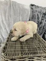 Girl 1, a female English Cream Golden Retriever for sale in Spokane, WA – Photo 2 of 4