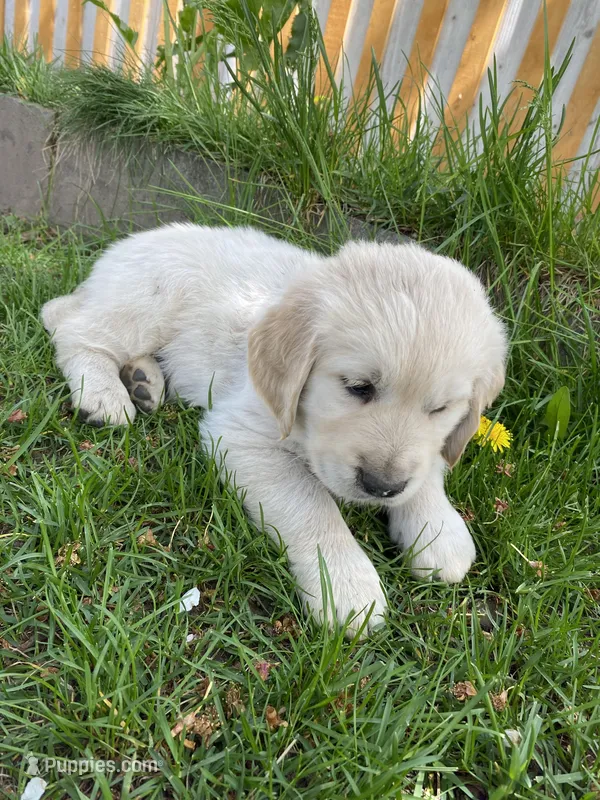 Girl 1 – English Cream Golden Retriever puppy for sale in Spokane, WA
