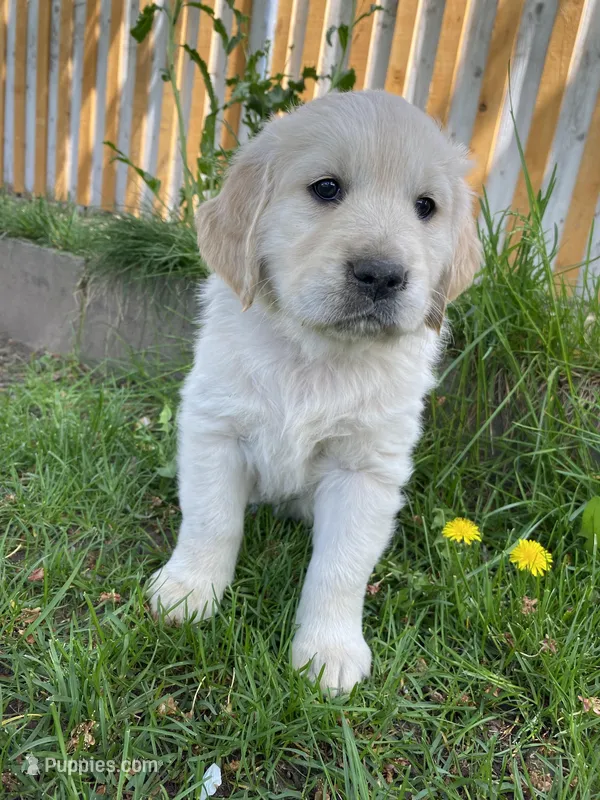 Girl 1 – English Cream Golden Retriever puppy for sale in Spokane, WA
