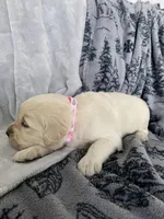 Girl 1, a female English Cream Golden Retriever for sale in Spokane, WA – Photo 4 of 4