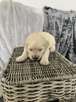 Girl 1, a female English Cream Golden Retriever for sale in Spokane, WA – Photo 3 of 4