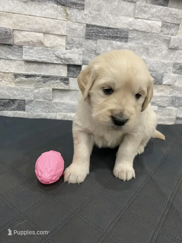 Girl 1 – English Cream Golden Retriever puppy for sale in Spokane, WA