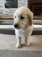 Girl 3, a female Golden Retriever for sale in Spokane, WA – 3 of 10