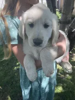 Girl 4, a female Golden Retriever for sale in Spokane, WA – 2 of 10