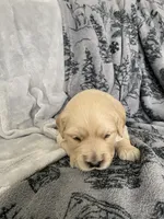 Girl 5, a female Golden Retriever for sale in Spokane, WA – Photo 3 of 4