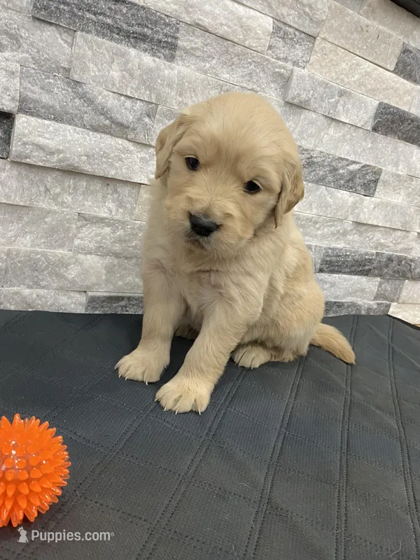 Girl 5 – Golden Retriever puppy for sale in Spokane, WA