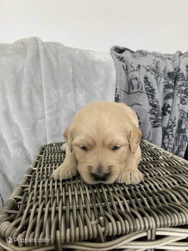 Girl 5 – Golden Retriever puppy for sale in Spokane, WA