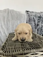 Girl 5, a female Golden Retriever for sale in Spokane, WA – Photo 1 of 4