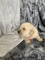 Girl 5, a female Golden Retriever for sale in Spokane, WA – Photo 2 of 4