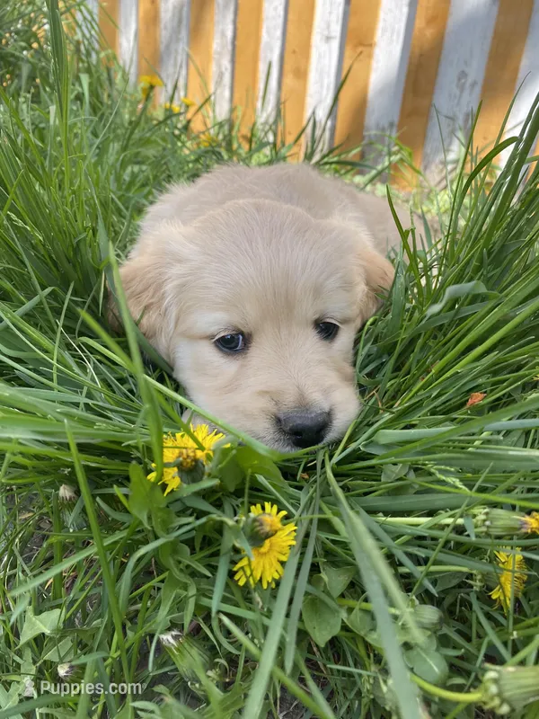 Girl 5 – Golden Retriever puppy for sale in Spokane, WA
