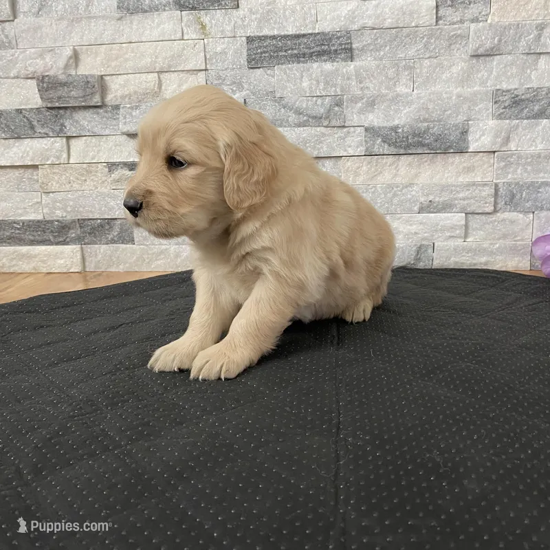 Girl 5 – Golden Retriever puppy for sale in Spokane, WA