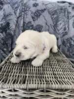 Girl 2, a female Golden Retriever for sale in Spokane, WA – Photo 2 of 3