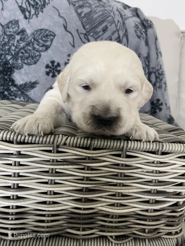 Girl 2 – Golden Retriever puppy for sale in Spokane, WA