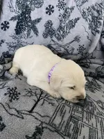 Girl 2, a female Golden Retriever for sale in Spokane, WA – Photo 3 of 3