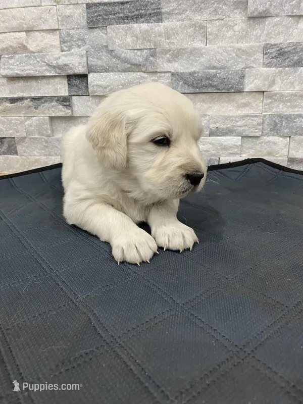 Girl 2 – Golden Retriever puppy on hold in Spokane, WA