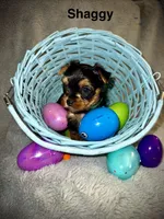 Shaggy , a male Yorkshire Terrier for sale in Olathe, KS – Photo 2 of 2