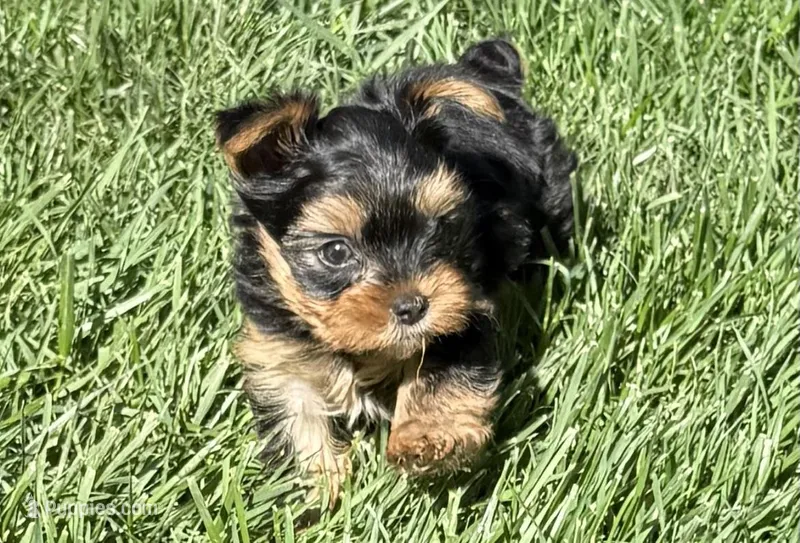 Shaggy  – Yorkshire Terrier puppy for sale in Olathe, KS
