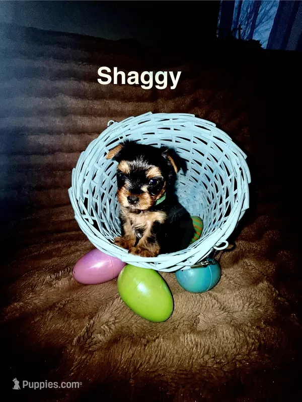 Shaggy  – Yorkshire Terrier puppy for sale in Olathe, KS