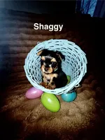 Shaggy , a male Yorkshire Terrier for sale in Olathe, KS – Photo 1 of 2
