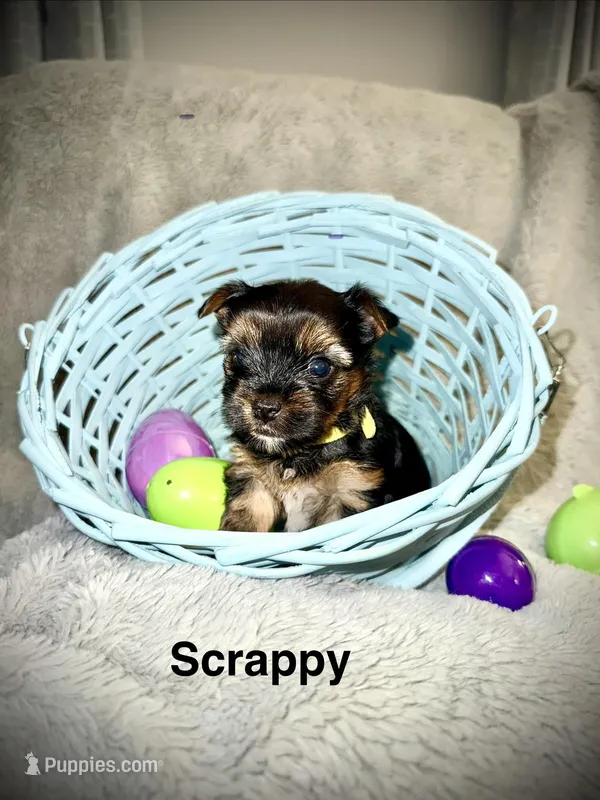 Scrappy  – Yorkshire Terrier puppy for sale in Olathe, KS