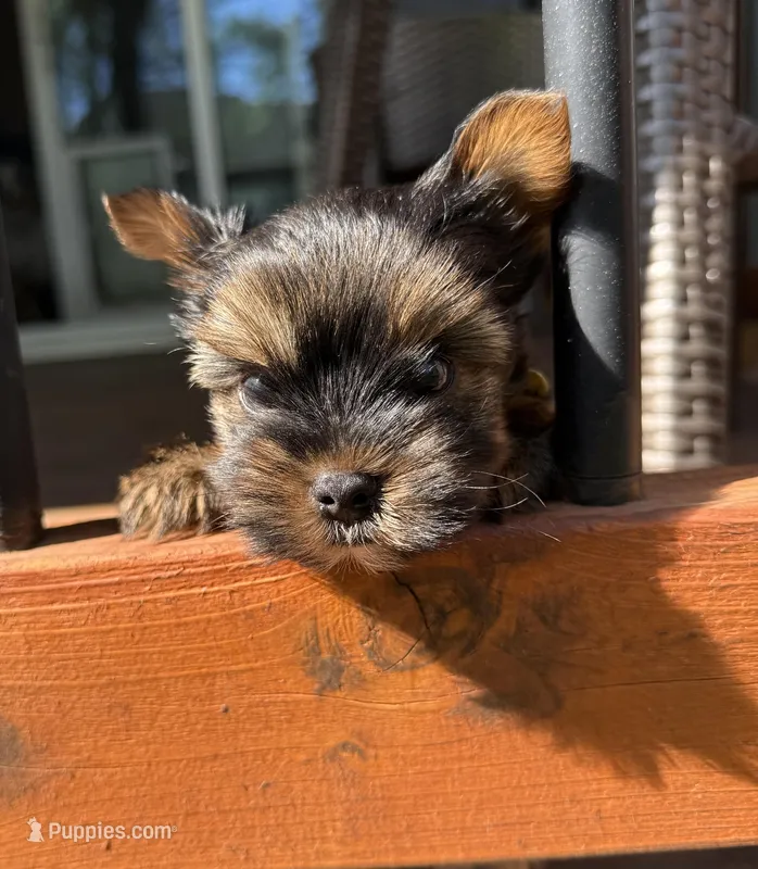 Scrappy  – Yorkshire Terrier puppy for sale in Olathe, KS