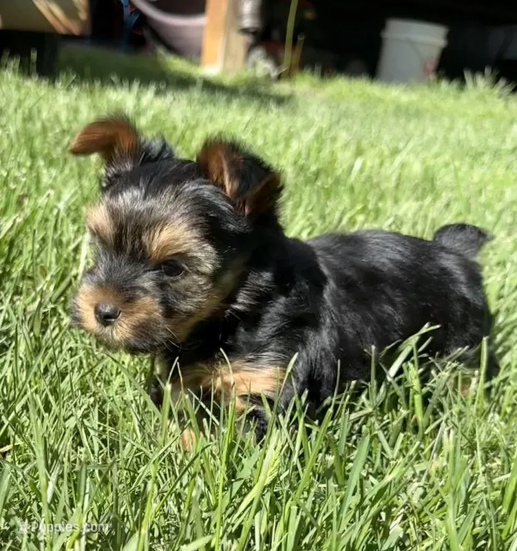 Scooby  – Yorkshire Terrier puppy for sale in Olathe, KS