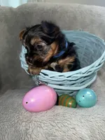 Scooby , a male Yorkshire Terrier for sale in Olathe, KS – Photo 2 of 3