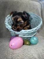 Scooby , a male Yorkshire Terrier for sale in Olathe, KS – Photo 3 of 3