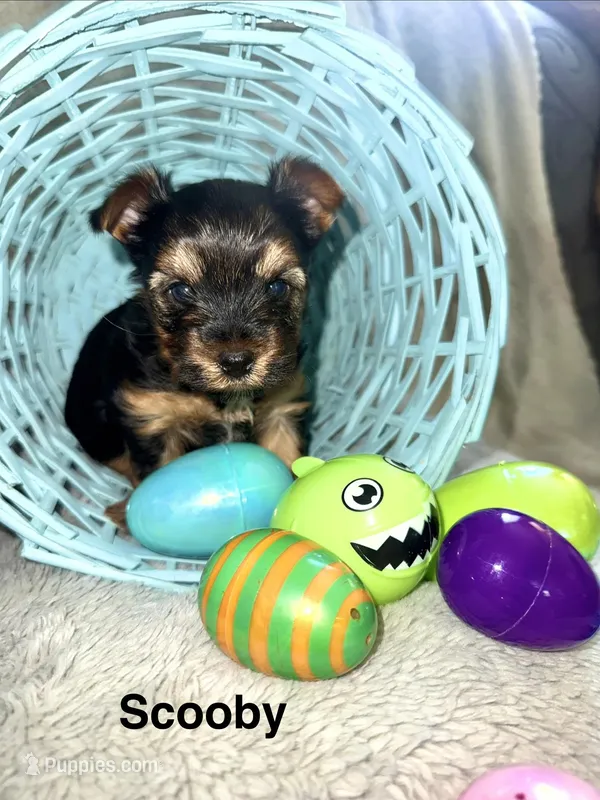 Scooby  – Yorkshire Terrier puppy for sale in Olathe, KS