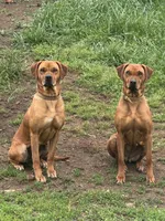 Little Miss, a female Rhodesian Ridgeback for sale in Elizabethton, TN – 7 of 8