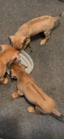 Little Miss, a female Rhodesian Ridgeback for sale in Elizabethton, TN – 3 of 8