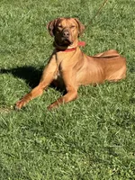 Little Miss, a female Rhodesian Ridgeback for sale in Elizabethton, TN – 4 of 8
