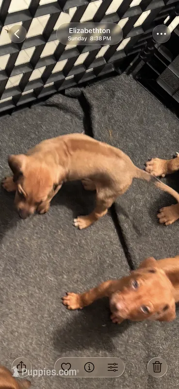 Little Miss – Rhodesian Ridgeback puppy for sale in Elizabethton, TN