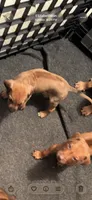 Little Miss, a female Rhodesian Ridgeback for sale in Elizabethton, TN – 1 of 8