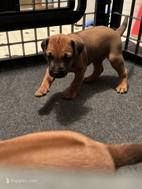 Black mask boy  – Rhodesian Ridgeback puppy for sale in Elizabethton, TN