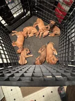 Little Miss, a female Rhodesian Ridgeback for sale in Elizabethton, TN – 8 of 8