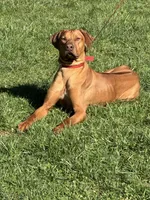 Hank the Tank, a male Rhodesian Ridgeback for sale in Elizabethton, TN – 5 of 8