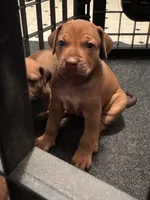 Hank the Tank, a male Rhodesian Ridgeback for sale in Elizabethton, TN – 2 of 8