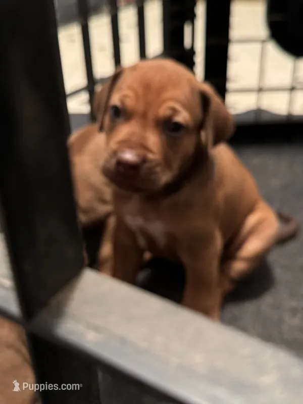 Hank the Tank – Rhodesian Ridgeback puppy for sale in Elizabethton, TN