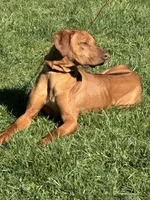 Hank the Tank, a male Rhodesian Ridgeback for sale in Elizabethton, TN – 6 of 8