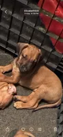Black mask boy , a male Rhodesian Ridgeback for sale in Elizabethton, TN – 2 of 7