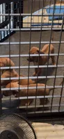 Little Miss, a female Rhodesian Ridgeback for sale in Elizabethton, TN – 2 of 8
