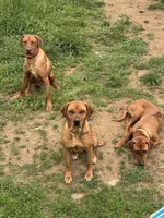 Boys, a male Rhodesian Ridgeback for sale in Elizabethton, TN – 7 of 9